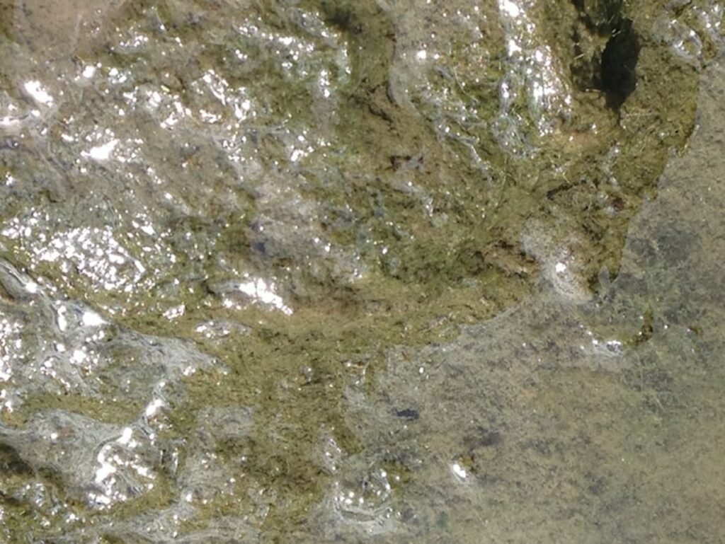 Pond Sludge